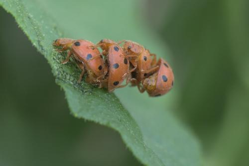 Henosepilachna argus